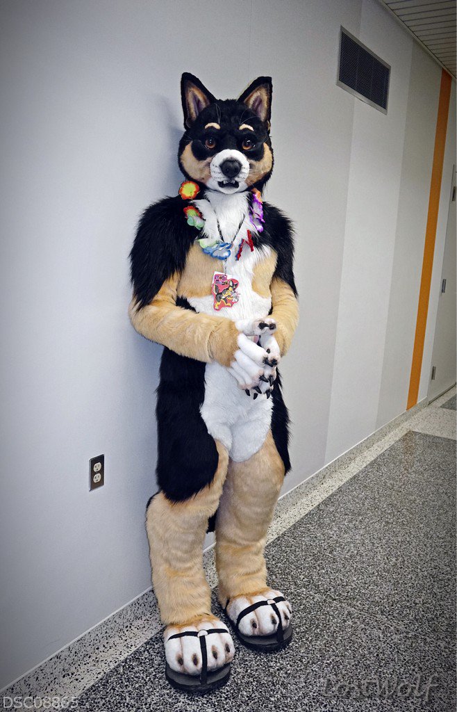 LostWolf321's tweet photo. It's @dogbomb1 @furcon #FC2015
#toastfordogbomb
#ALSCanKissMyFuzzyButt
#dogbomb
#ALS https://t.co/yVpDk9V6Pj