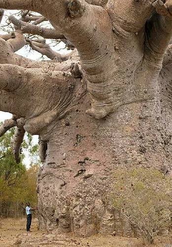 巨大なバオバブの木