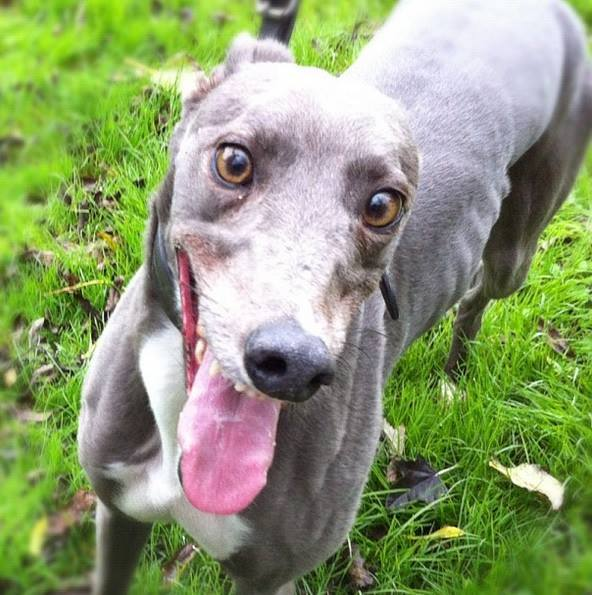 Greyhounds_PZ's tweet photo. 2 years and still #missingizzy 😢😢😭 https://t.co/Xsy6tcmyaO