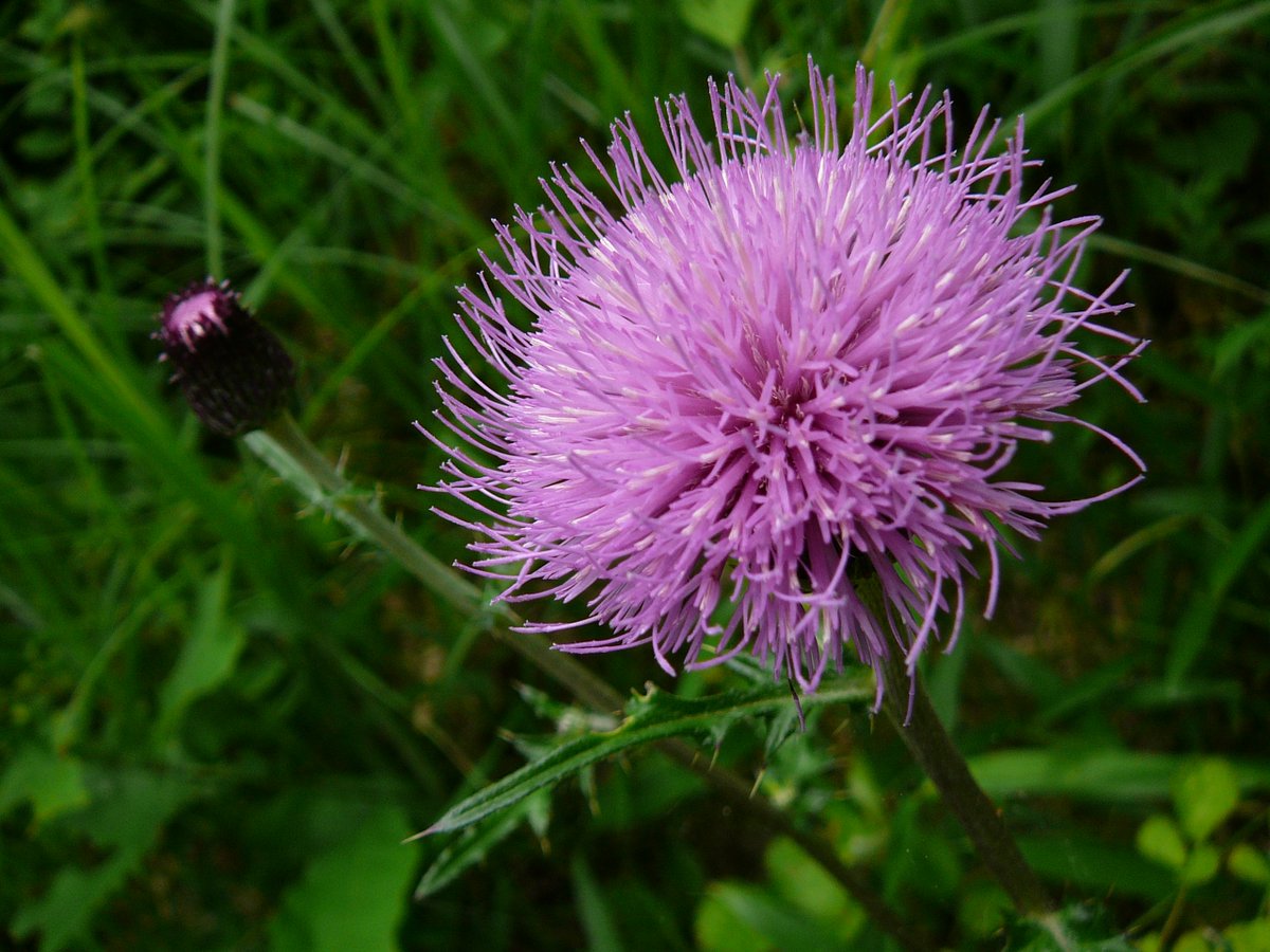 ヒカルさんがフリー画像をupするだけのアカウント على تويتر アザミ 薊 Thistle 4月19日誕生花 フリー画像 フリー素材 写真