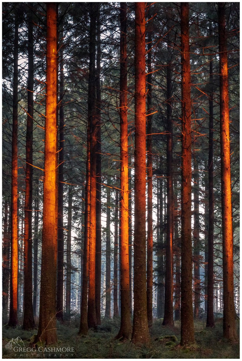 GreggCashmore's tweet photo. Early morning light hitting the tree's in Bellever Forest on Dartmoor.
https://t.co/s3aAAyElbN 
#Dartmoor #devonlife #landscapephotography #greggcashmore @kasefiltersuk @VanguardPhotoUK https://t.co/8jyjQHUHRE