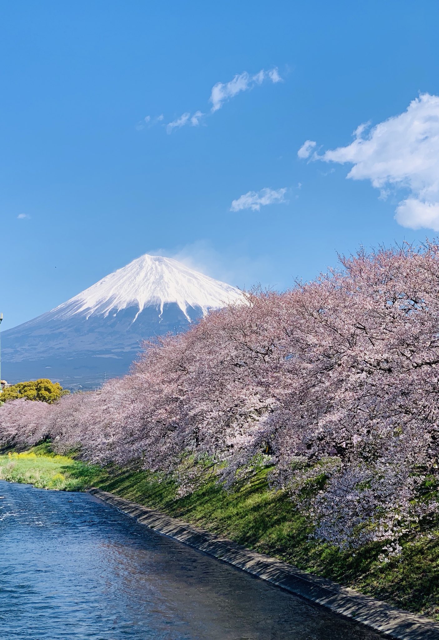 Mi Chan もう少し春景色の富士山を 縦構図です 富士山 桜 春景色 心に残る景色 平成最後の春 19年春 Iphone越し My Photo T Co 2ateevecox Twitter