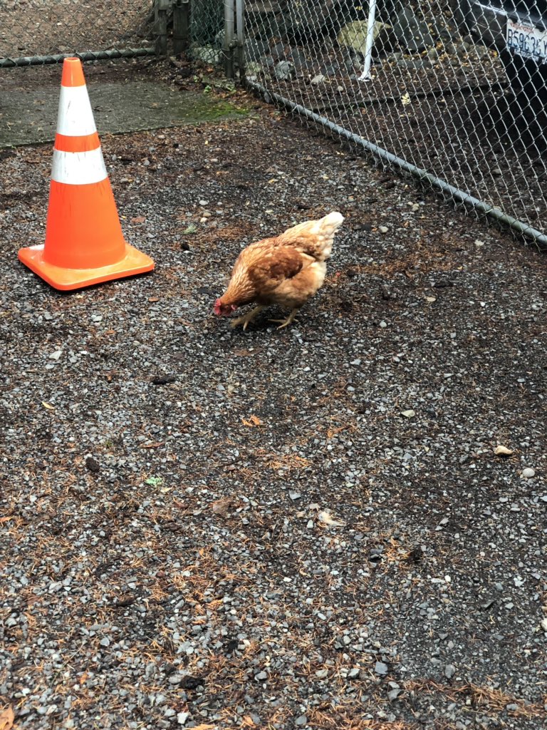 Some part of me wanted to try and put the cone on the chicken’s head. #ididntBUTishouldof lol. #chickenbully he was chasing me outside. #meanchicken