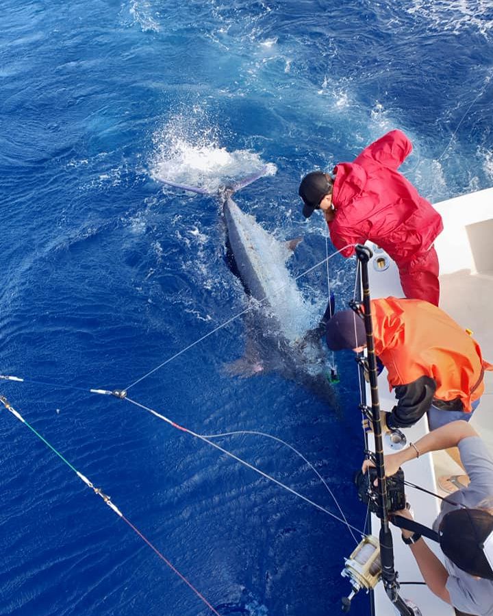 Billfish Report tweet media