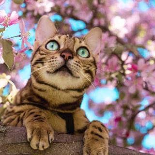 MusingsAndMii's tweet photo. I adore Cherry Blossom 💞🌸  So, to my delight I've just seen the #CherryBlossom  tag has it's own little flower next to it, which I love. Call me a romanticist but flowers are just so uplifting &amp; make my day. And when there's a little kitty too ...🌷☺️🌸  #CatsOfTwitter 😽 https://t.co/2jzT4zAbXT