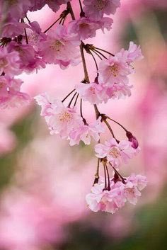 MusingsAndMii's tweet photo. I adore Cherry Blossom 💞🌸  So, to my delight I've just seen the #CherryBlossom  tag has it's own little flower next to it, which I love. Call me a romanticist but flowers are just so uplifting &amp; make my day. And when there's a little kitty too ...🌷☺️🌸  #CatsOfTwitter 😽 https://t.co/2jzT4zAbXT