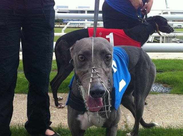 Greyhounds_PZ's tweet photo. Happy little girl in her runnings days #missingizzy https://t.co/4wA1e1WhCC