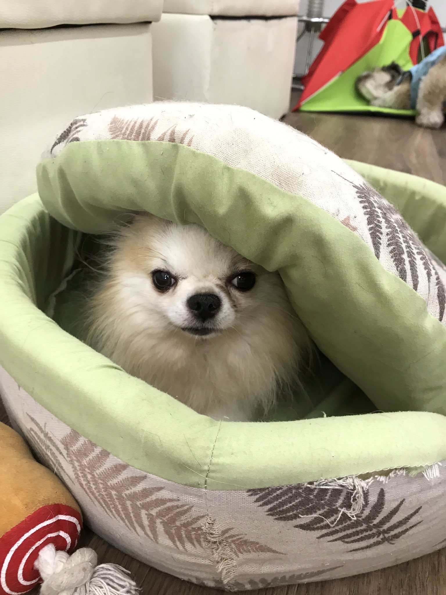 保護犬カフェ 保護猫カフェ 寺田町店 やどかり ロングコートチワワ 10年12月2日生まれ 名前通りやどかりになります ベットで寝ている事もありますが 可愛く甘えてくれます 鼻ちょうちんがチャームポイント 保護犬カフェ寺田町店で里親募集中