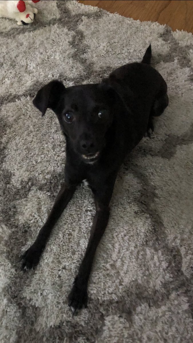TheSherylKlein's tweet photo. Lol! Camera 1, Camera 2! One of these isn’t his best angle (betcha can’t guess which one), but he sure has a great smile in both of ‘em 🤣  #Figaro #thesmilingdog 🥰 https://t.co/AwWq9emcUS