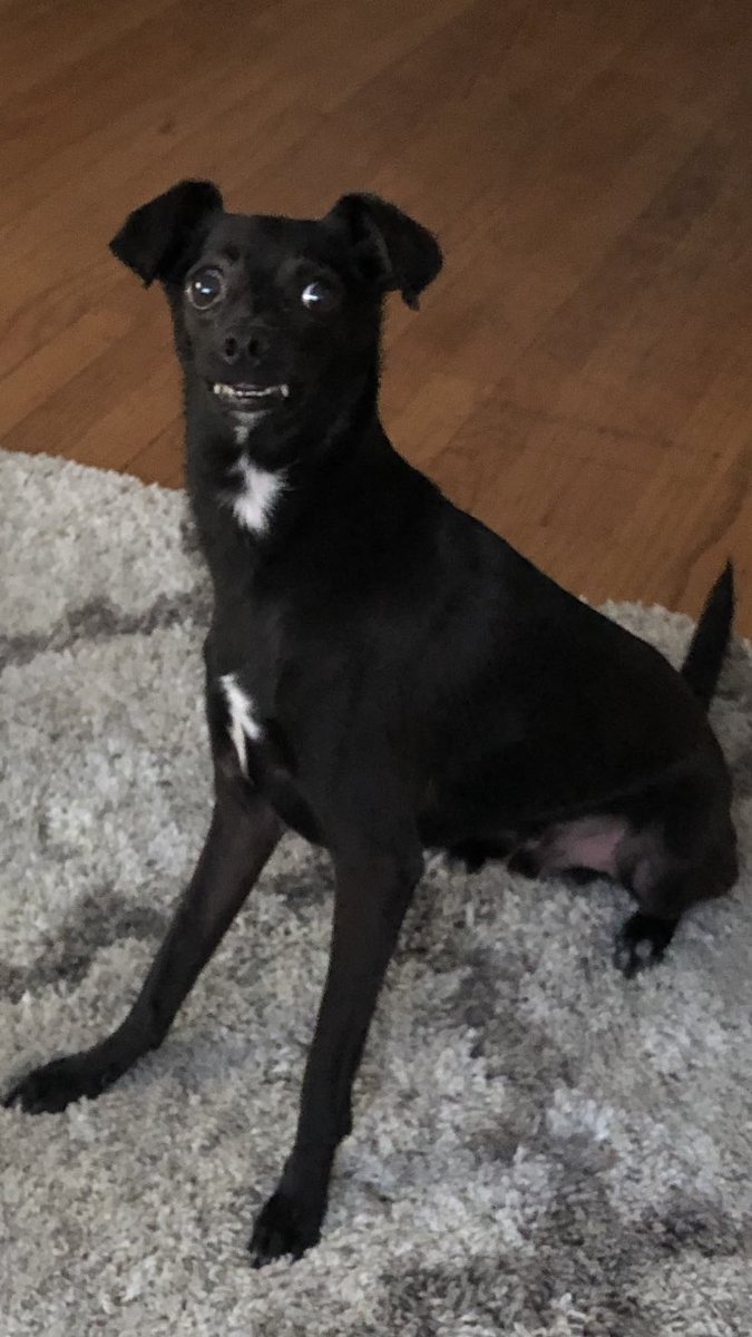 TheSherylKlein's tweet photo. Lol! Camera 1, Camera 2! One of these isn’t his best angle (betcha can’t guess which one), but he sure has a great smile in both of ‘em 🤣  #Figaro #thesmilingdog 🥰 https://t.co/AwWq9emcUS
