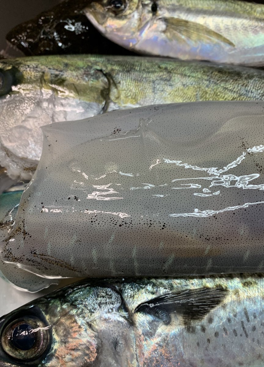 杉田駅 海鮮屋だるま商店 בטוויטר 京急杉田駅から徒歩1分 日本酒と魚入荷しました 本日も17時 営業いたします 是非お立ち寄りください 京急杉田 海鮮屋だるま商店 だるま商店 日本酒 駅近 プレモル 海鮮屋 杉田駅 裏路地 聖 山本 T Co