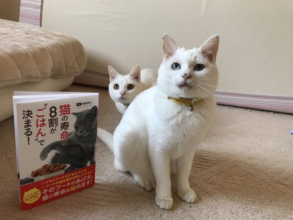 猫の寿命は8割がごはんで決まる 猫の寿命は8割がごはんで決まる