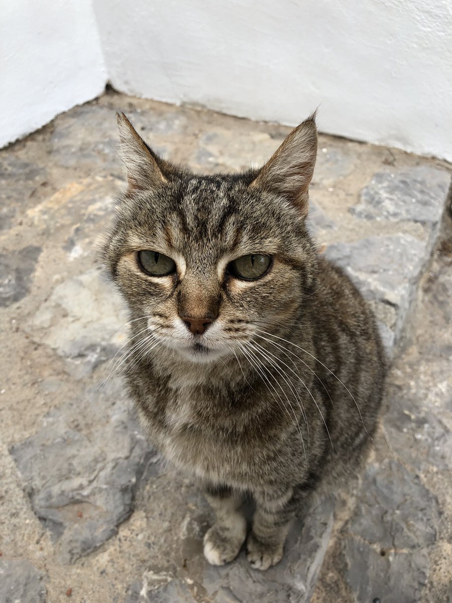 Jackieinspiring's tweet photo. My beginners Spanish makes me think they’re looking after their stray cats in Ibiza Town - this wee kitty seems happy enough about it #catsofibiza #welldoneibiza https://t.co/ujZlXUNyhs