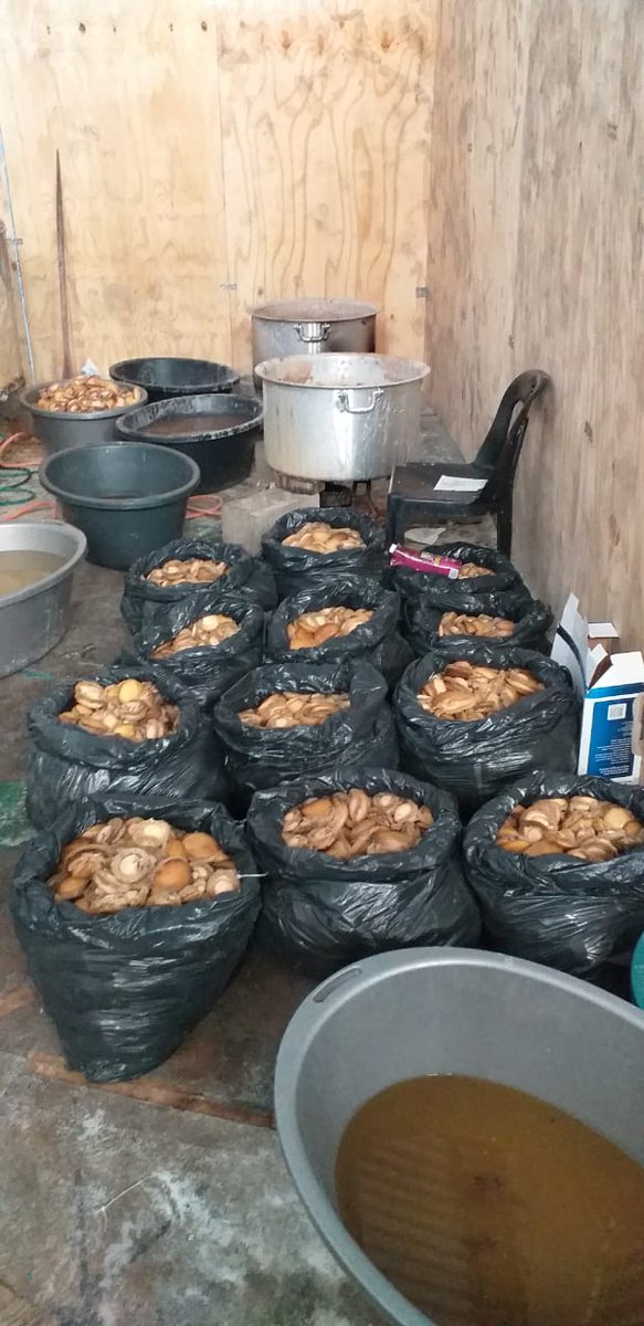 SAPoliceService's tweet photo. #sapsWC #Abalone found abandoned in warehouse at Paarden Island on 18/04. No arrests were effected but investigation into the recovery continues. NP https://t.co/4uGeslOboM https://t.co/e2zK1Pr1Uf