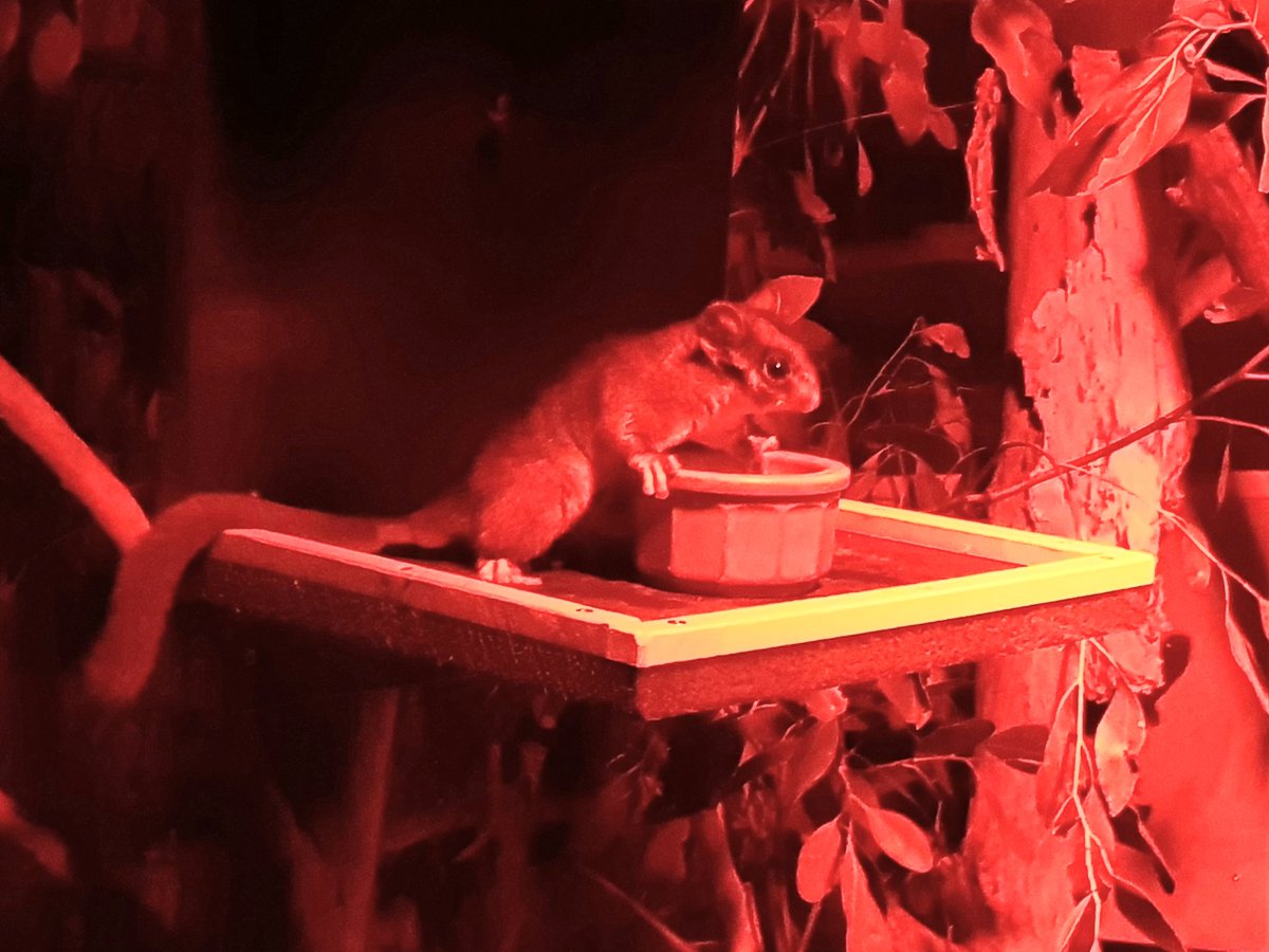 wessnipe's tweet photo. Visited #4CSSB mascot designate today at Healesville Sanctuary, the critically endangered Leadbeaters Possum is Victoria's faunal symbol, they are small but fiesty survivors! @RSM_4CSSB @CO4CSSB https://t.co/dRazKpDdDO