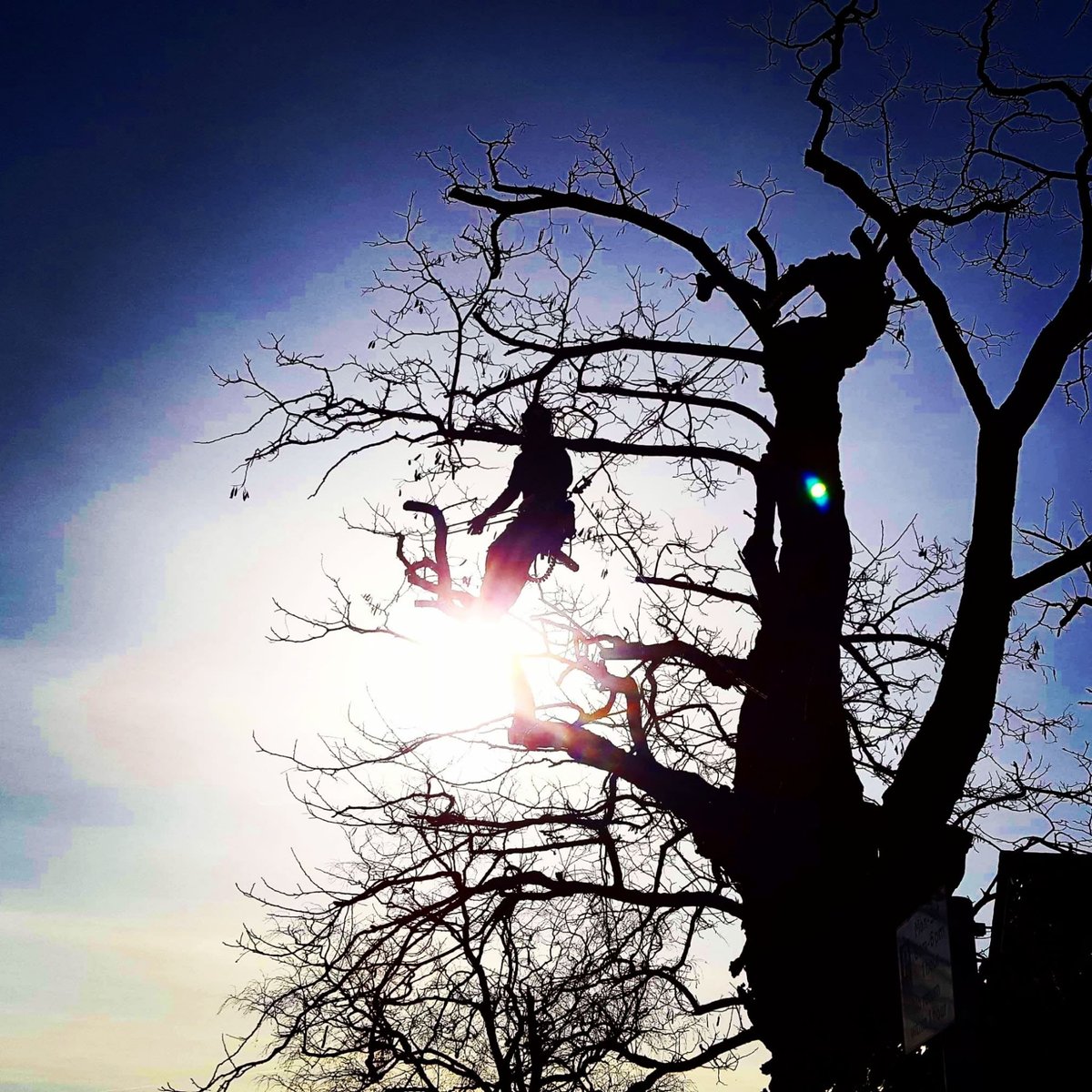 A very old Rubinia with lots of dieback. We removed the deadwood and reduced the limbs  to bring it back to life. Nice day for a climb, despite all of the thorns!

#southbucksdc #stokepoges #treesurgeon #treespecialist #treeservices #treeexpert #arborist #Rubinia #deadwood