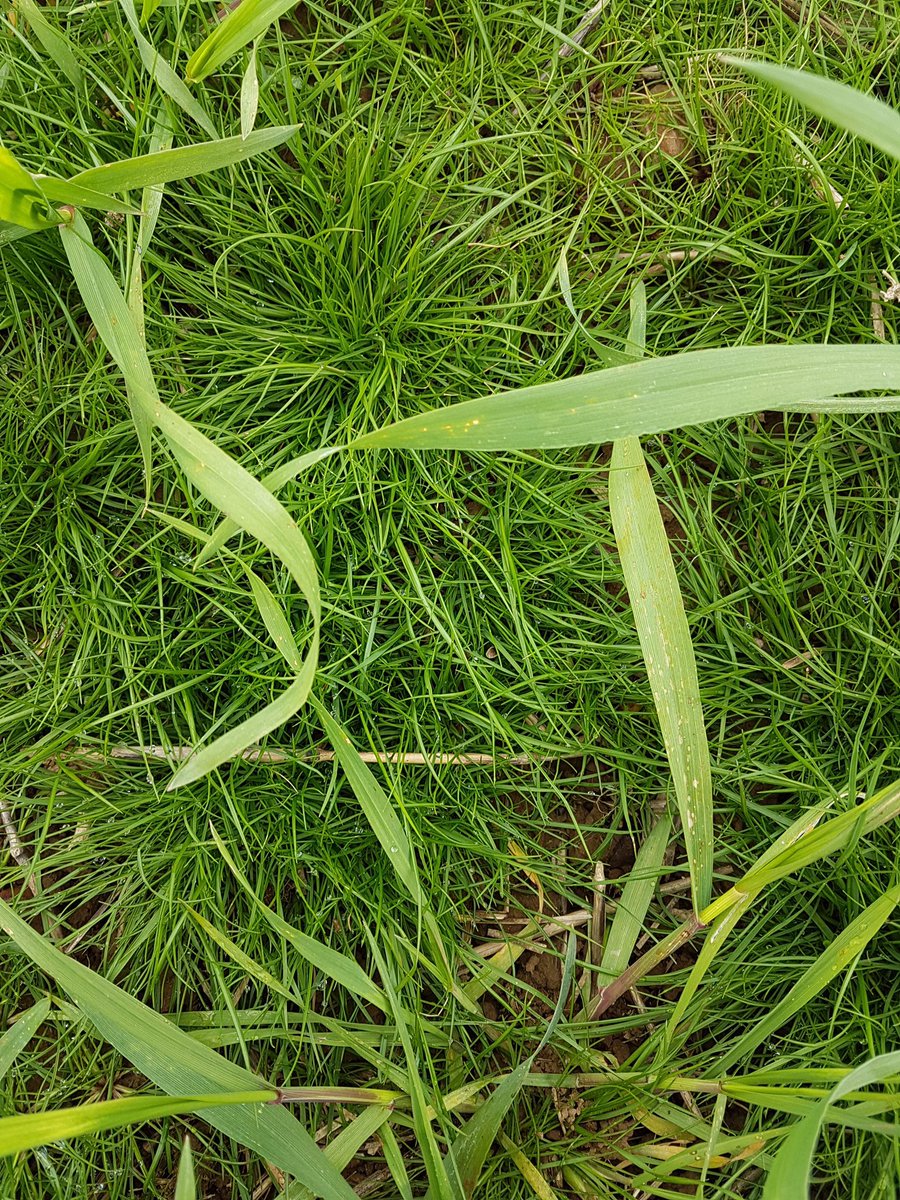 Flore adventice : malgré une très bonne maîtrise de la flore, les haies, talus, bandes enherbées envahis d'adventices (brome..) constituent des réservoirs qui contribuent à envahir les parcelles
