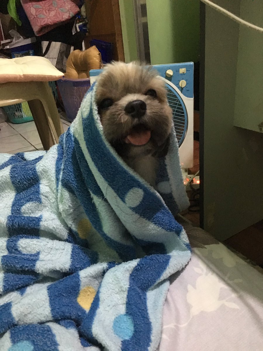 Absolute_Zero90's tweet photo. Jedi doggo https://t.co/Z02Z3o0Gdc
