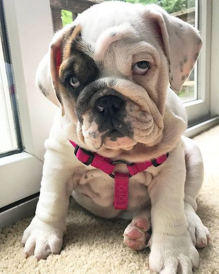 cuddlytailsnyc's tweet photo. Hey Bruno! I hope you enjoyed your first walk with us. You are so cute my boy and this lovely pink dog collar damn suit on you love ππβ€οΈ
#freewalkjc #freedogwalk #newjersey #jerseycitydog #bulldog #bulldogSTRONG #Bulldogs #cuddlytailspetsitting #dogs https://t.co/g6EfvKtzh1 https://t.co/lsUHEPICmo