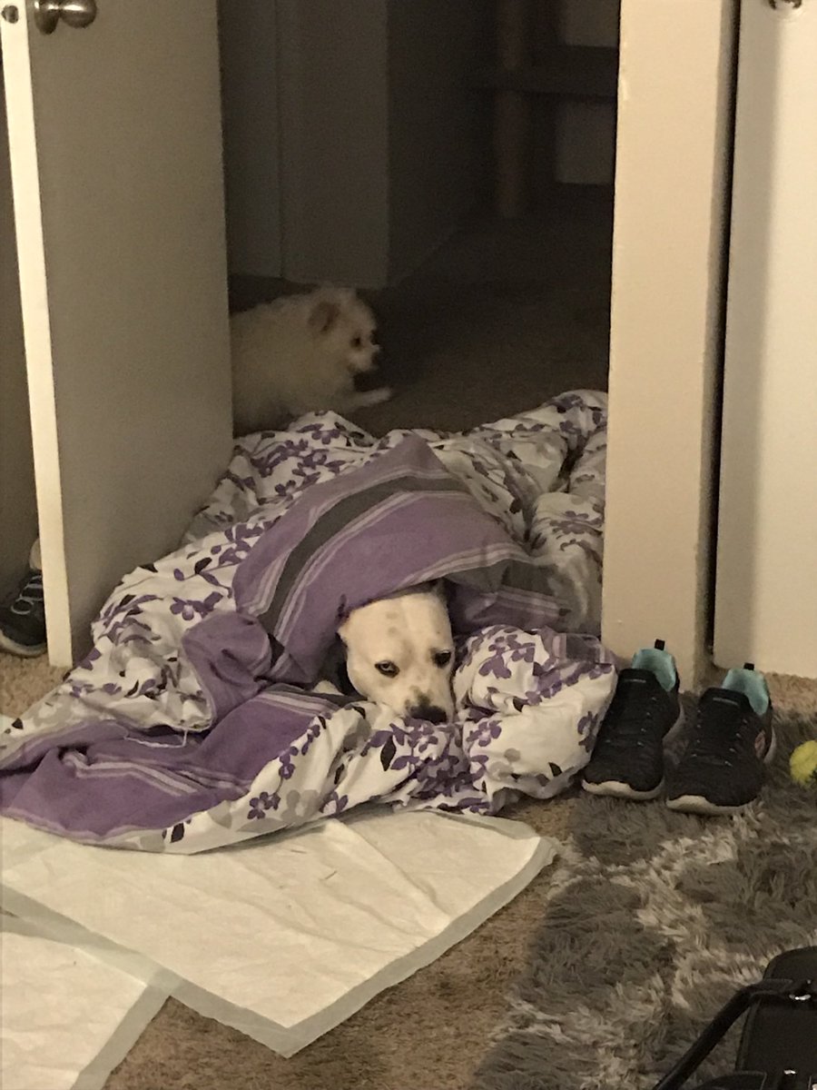 _chandlerlittle's tweet photo. Roo sleeping next to my moms room while we’re gone just cured any bad mood I could ever have https://t.co/DLxWBSMcfy
