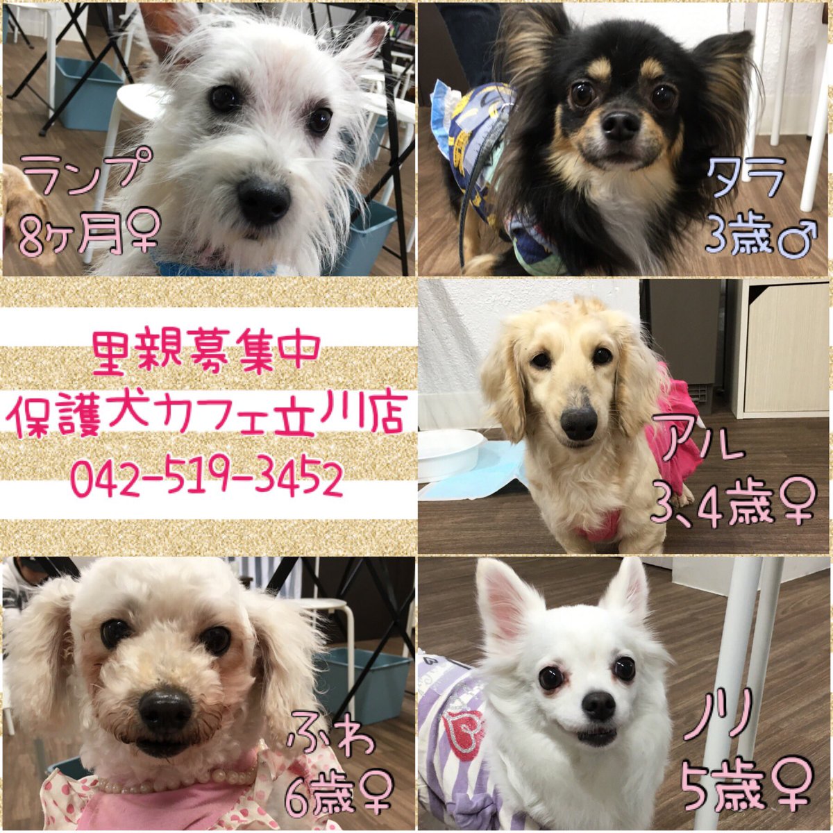 保護犬カフェ 立川店 V Tvittere 現在保護犬カフェ立川店にて 里親募集中のメンバーになります ご利用はご予約不要 いつでも会える 里親募集型のカフェとなっております 里親になれない方もご利用可能です お問い合わせはdmもしくは 042 519 3452まで 保護犬