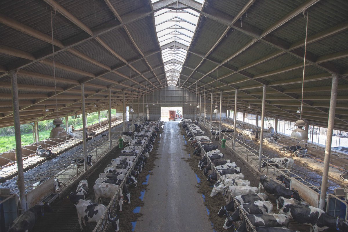 Kinfolk2017's tweet photo. Getting back to natural with a beautiful shoot @brooks.gelato 🙏🏻 Your new website images are on their way to you 📧 #countrygirlatheart #downonthefarm #cows #rawmilk #icecream #englishcountryside #modernfarming #websitedesign #photographer #sunbeams #peace @brooks.gelato https://t.co/EABG5zo1Kv