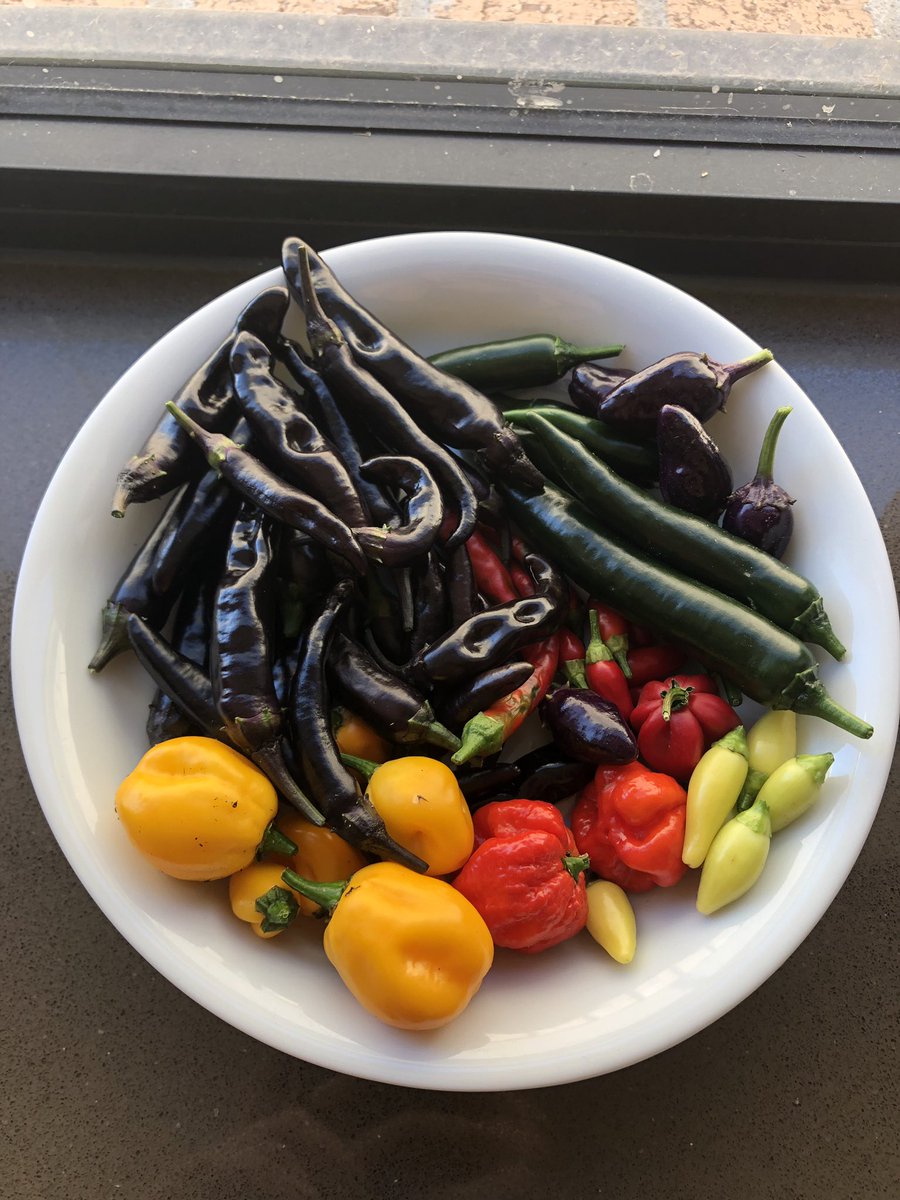 BiotechBec's tweet photo. It is simply too beautiful a day to spend entirely on grant writing so I cheated on my grants in the garden. Here we have lilac cayenne, habeneros, Serranos, black Thai TQ, yellow 7-pods, Choc Bhut and NuMex twilights #chilliaddict https://t.co/IYwcCK99E8