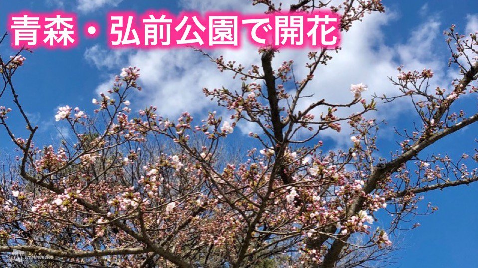 今日19日(金)、全国有数の桜の名所である青森・弘前公園のソメイヨシノが開花しました。...