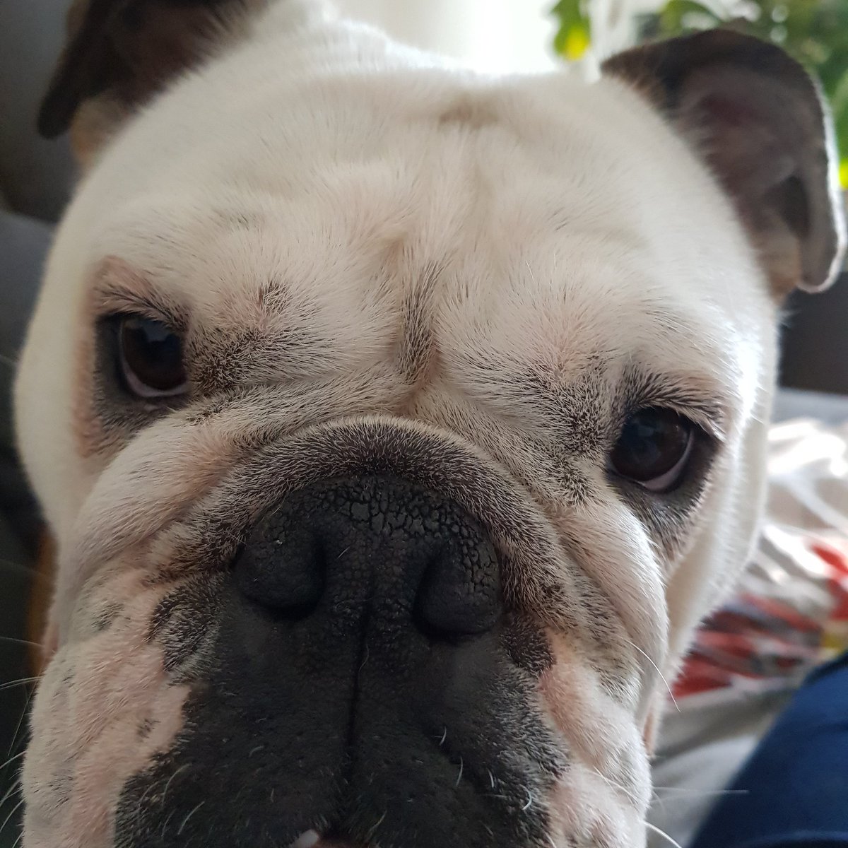 esse_katy's tweet photo. Früh wach trotz frei. War klar. 
#moin #englishbulldog https://t.co/p12vdne6jP