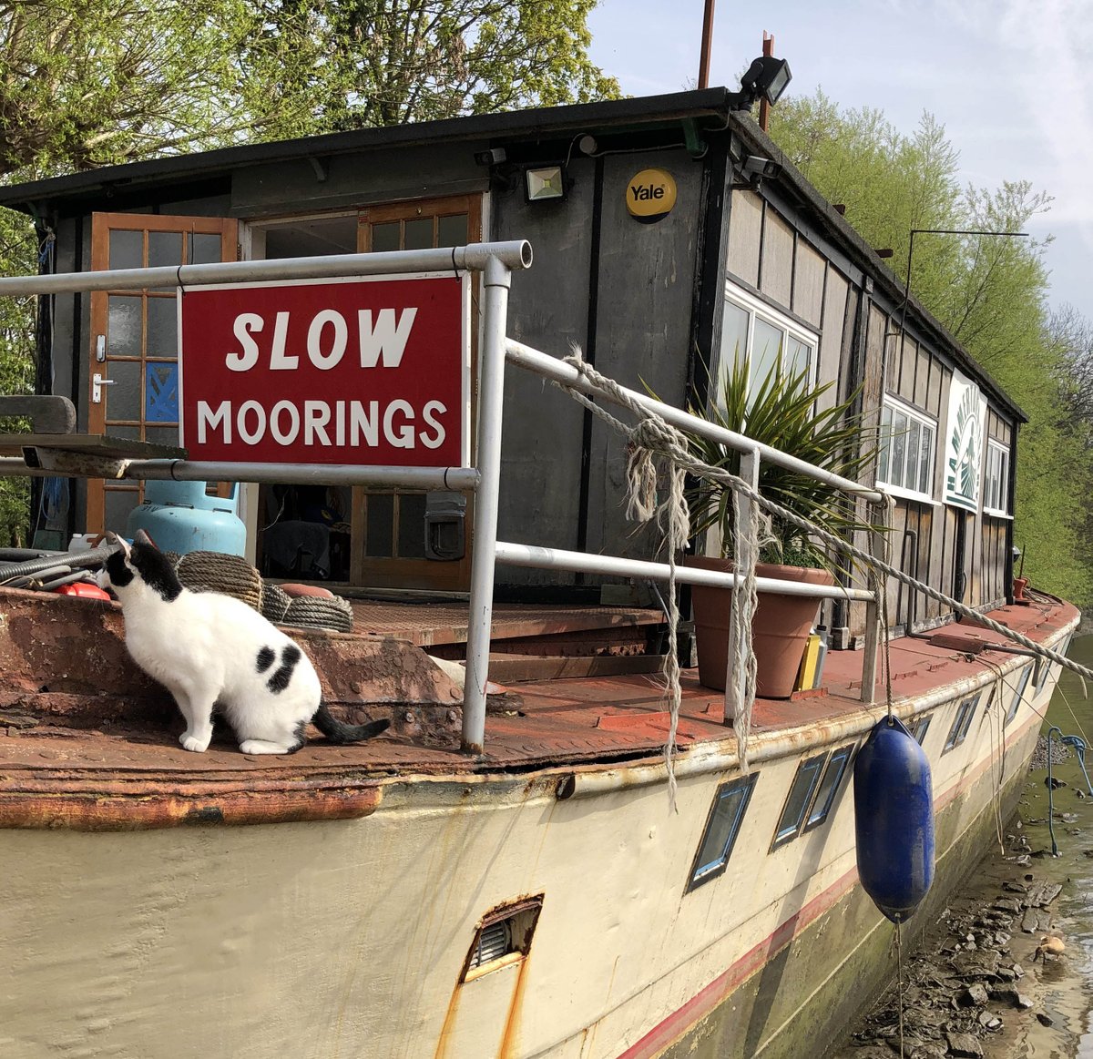 Cat on duty at Hammertons Ferry #Twickenham #Thames <a href="/LondonPortAuth/">Port of London Authority</a> <a href="/LBRUT/">Richmond Council</a>