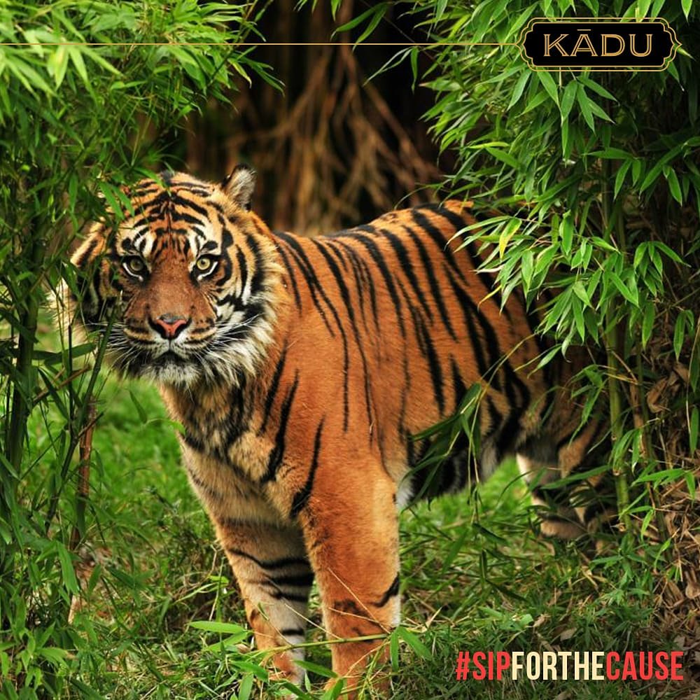 KaduIndia's tweet photo. Tigers prevent over-grazing by limiting herbivore numbers and maintain ecological integrity. 

#KaduWines #WineForACause #Kadu #BornToBeWild #Karnataka https://t.co/7lSnDSoH8l