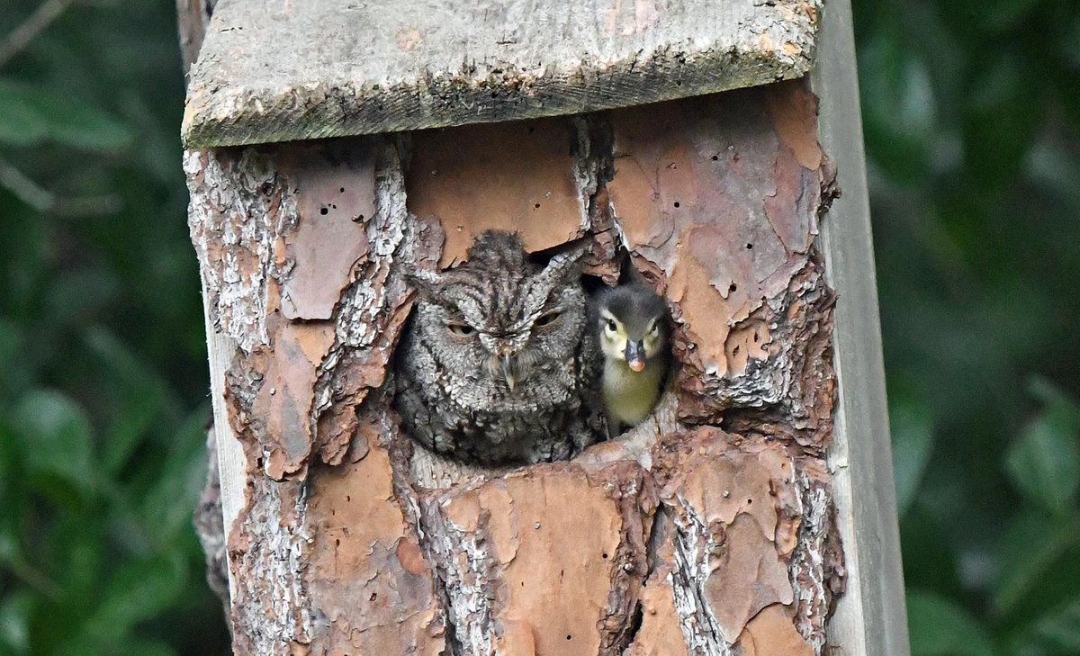 EdelOMahony's tweet photo. 'Wood duck parents don't put all their eggs in one basket—as brood parasites, they place some of their eggs in other birds' nests' - JASON BITTEL

Why this owl raised a duckling as its own:
https://t.co/4IiaUyLBqc https://t.co/AwCAc1Zucl