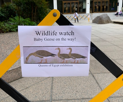 geese are on the way sign