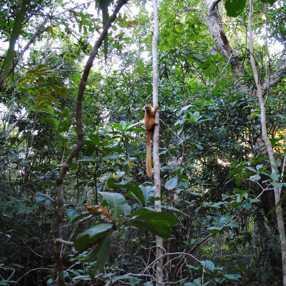 victoriagehrke's tweet photo. Blue-eyed Black Lemur lady during a transect in Sahamalaza National Park, Madagascar, from my field research last summer 🇲🇬 💙 #forestconnectivity #lemurconservation @LemurNetwork @BristolZooGdns @aeecl @SpeciesSavers https://t.co/7ypEeBhAD6