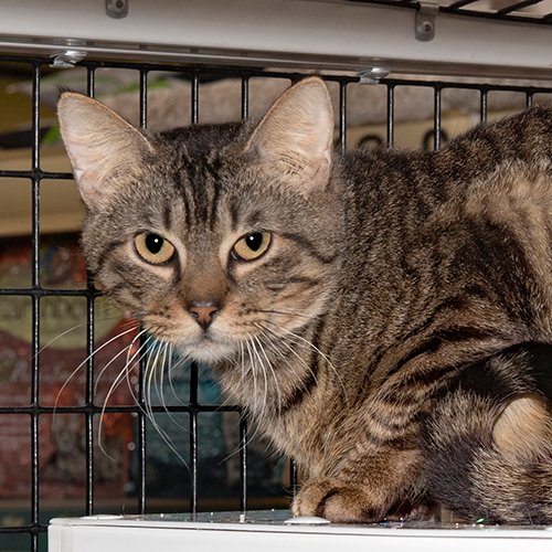 Luke: I can be a little shy to start, but that does not last. I love to be held and loved on. I love visiting with the nice humans who come to see me here at the Donelson Pet Supermarket. #cats #kittens #adoptdontshop
