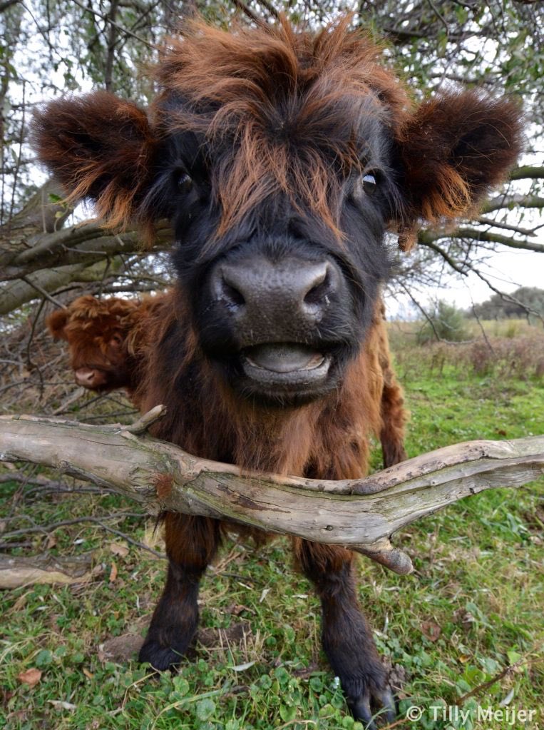 CowoftheDay1's tweet photo. 19th April 2019 https://t.co/eZcrxMgKS0