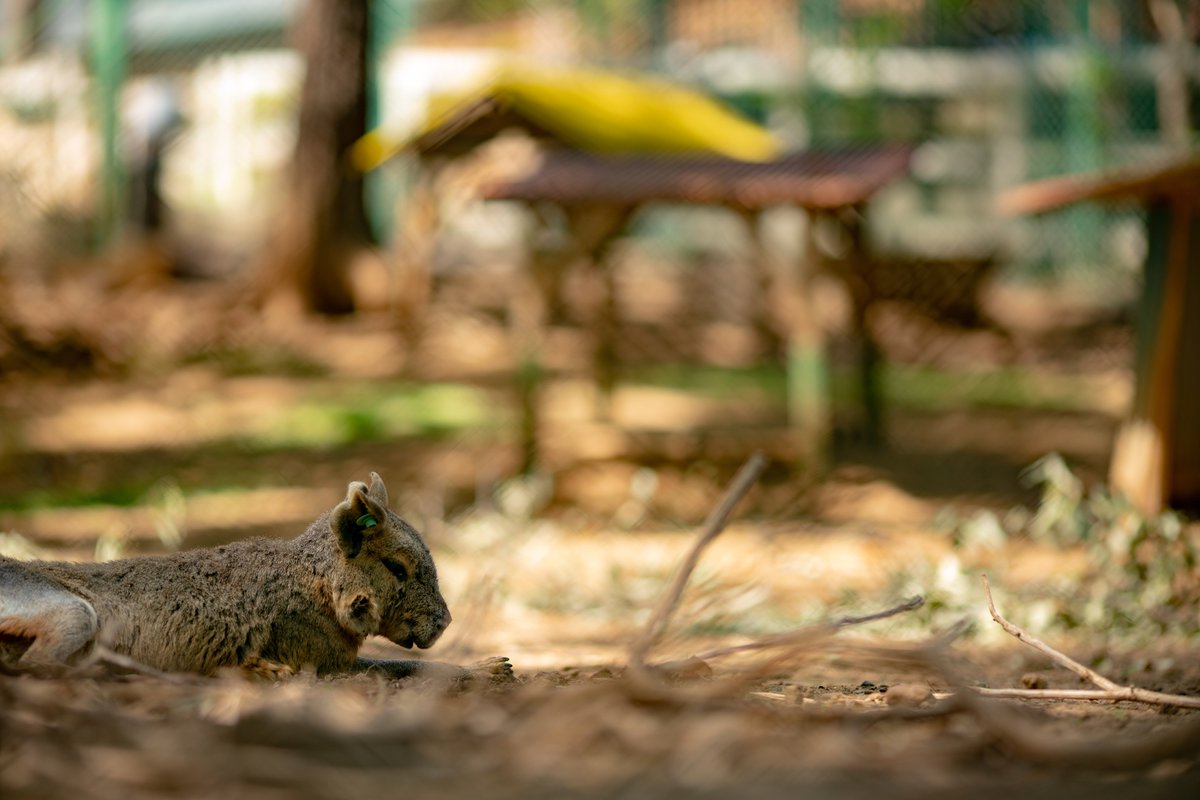 IIDACAMERA1's tweet photo. 高坂こども動物公園
#写真好きな人とつながりたい #ファインダー越しの私の世界 #135mm https://t.co/LiC8dn7ROv