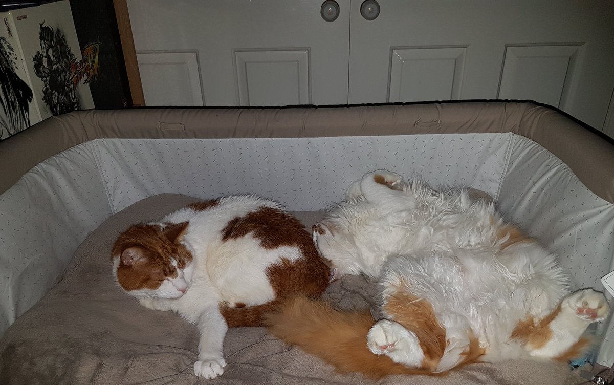 sweetbabylogan's tweet photo. I shared ozzys crib with him last night https://t.co/8eHs3OlCH4