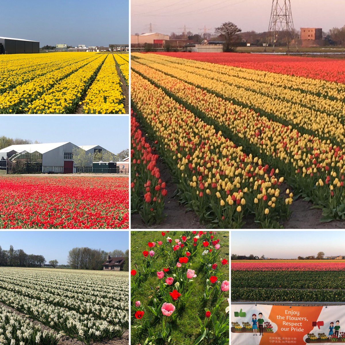 Fleuroselect's tweet photo. It's that time of year again 🌷☀
#dutchflowerfields #officesurroundings https://t.co/s4NkQjGto5