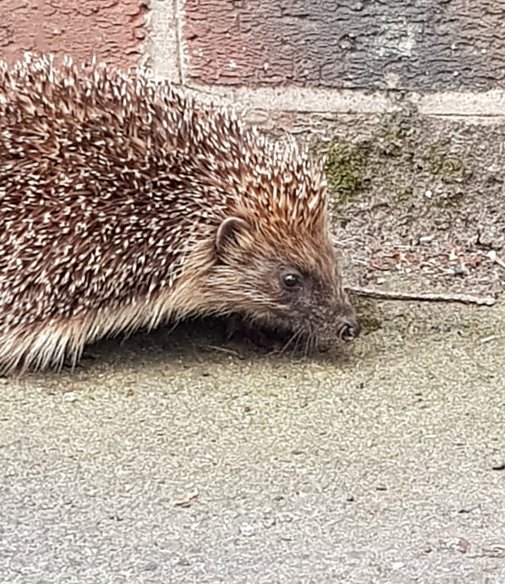 abrewer70's tweet photo. @simonblackwell Met this little fella out for an after dinner stroll down the driveway last summer 🦔❤🦔 https://t.co/yldu7Ew0Jd