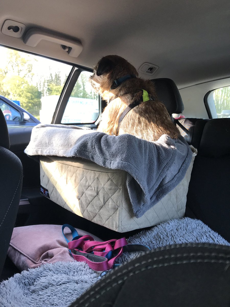BuffyandDexter's tweet photo. Nosing. King of the car dog basket. https://t.co/nSXEkCSgpO