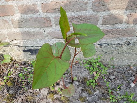 Lansingerland's tweet image. De Aziatische duizendknoop is een schadelijke plant voor wegen en gebouwen. Heb jij ‘m in je tuin? Haal deze weg en gooi het afval bij het restafval. Zie je de plant in het openbare groen? Meld het ons! bit.ly/2yVDD7i