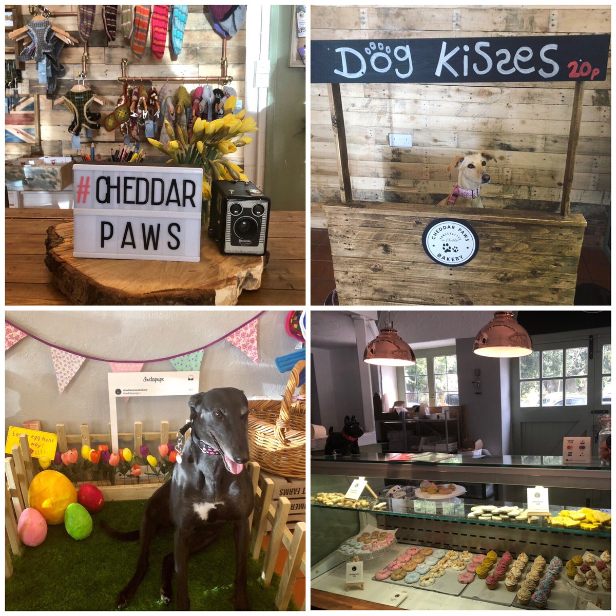 SomersetCool's tweet photo. Yesterday we took Petal &amp; Flower to @CheddarPaws bakery for dogs 🐕What a place 😍 They had pupcakes &amp; biscuits, there were doggy photo booths &amp; us humans sat down for coffee too! Love this unique place in #cheddargorge - on the #blog soon 🐕🐕 #somersetcool #allaboutthedogs https://t.co/uTQ0Kugiyr