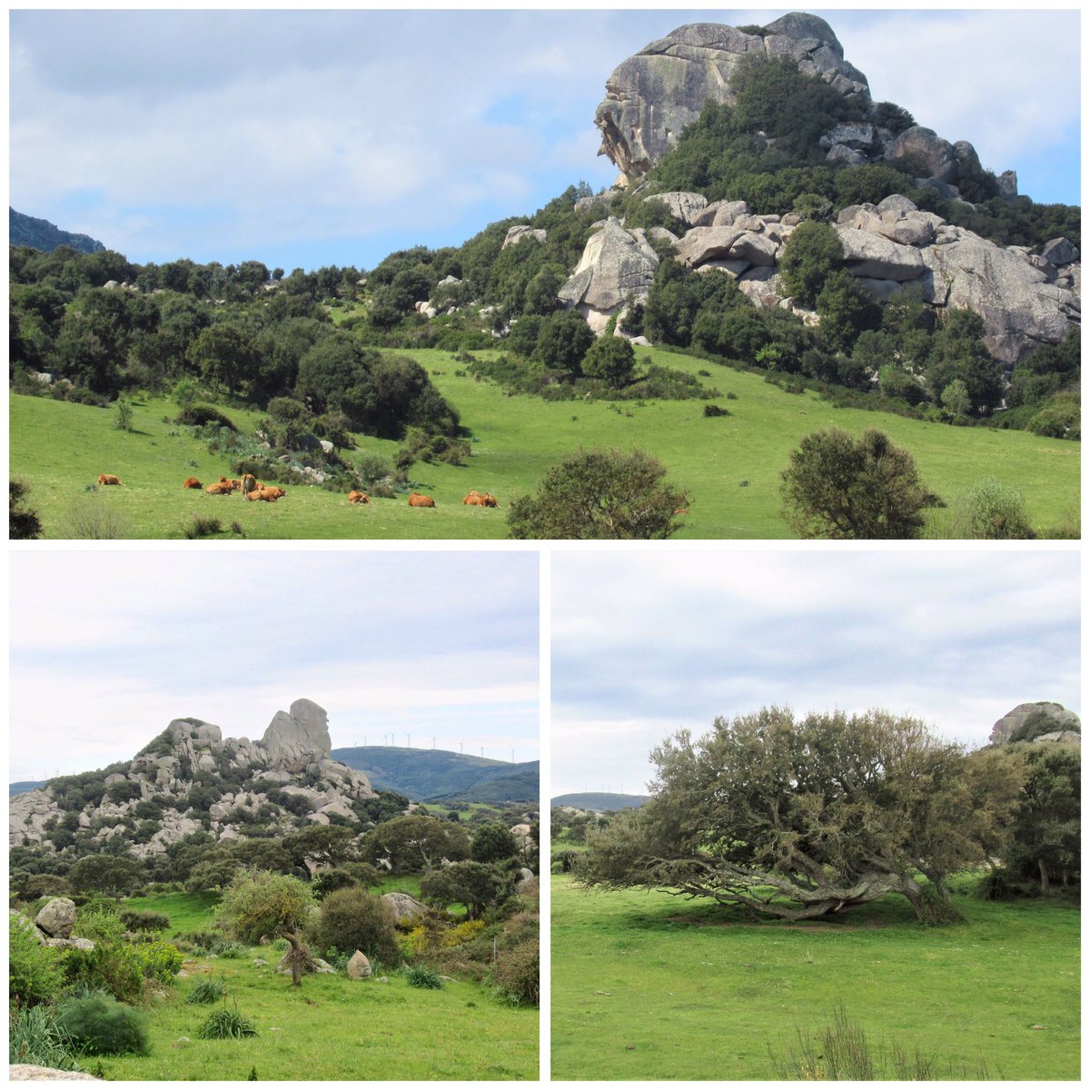 lauriesail's tweet image. Lo splendore della natura di questi giorni nella Valle della Luna di #Aggius, #Gallura in #Sardegna a un’ora da #PortoCervo