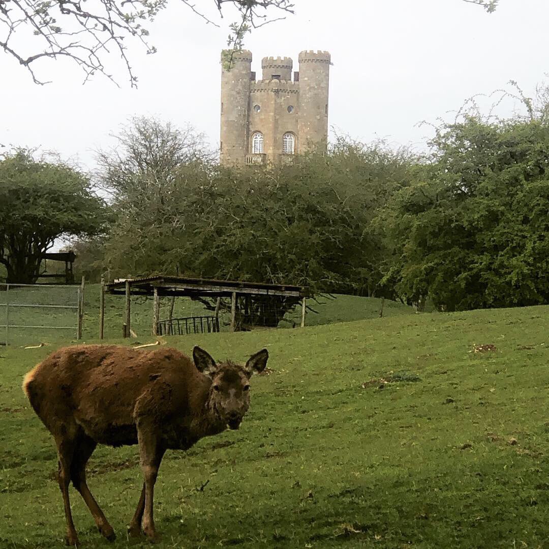 ExperiencetheC1's tweet photo. Lovely spot here at @BroadwayTowerUK now with 2 amazing coffee shops ☕️ https://t.co/vx1PKAZrlV @ExperiencetheC1 #cotswoldtours
#tourUK
#cotswolds 
#cotswoldlife
#cheltenham
#discovercotswolds
#broadway
#britishcountryside
#gloucestershire 
#visitengland  #broadwaytower https://t.co/WHhGSbtrgH