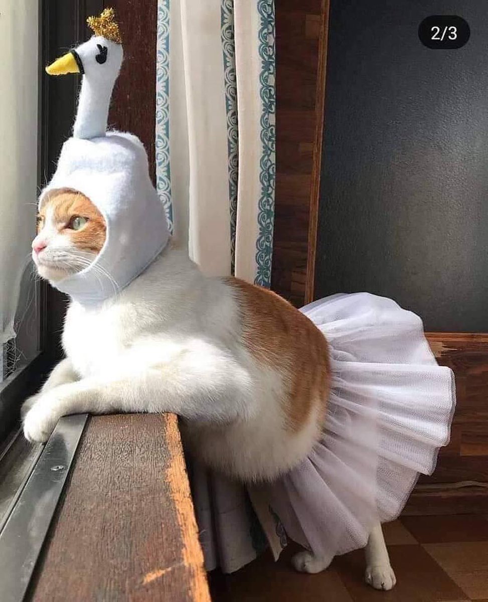 zaful_official's tweet photo. Feeling cute in my dress, waiting for my crush to pick me up😊

#ZFfun #FeelingCuteChallenge #feelingcute #CatsOfTwitter #cats #swanlake #SwanQueen #Swans #ballet #bae #kitten #cuteness #animals https://t.co/ux1EC8xBH1