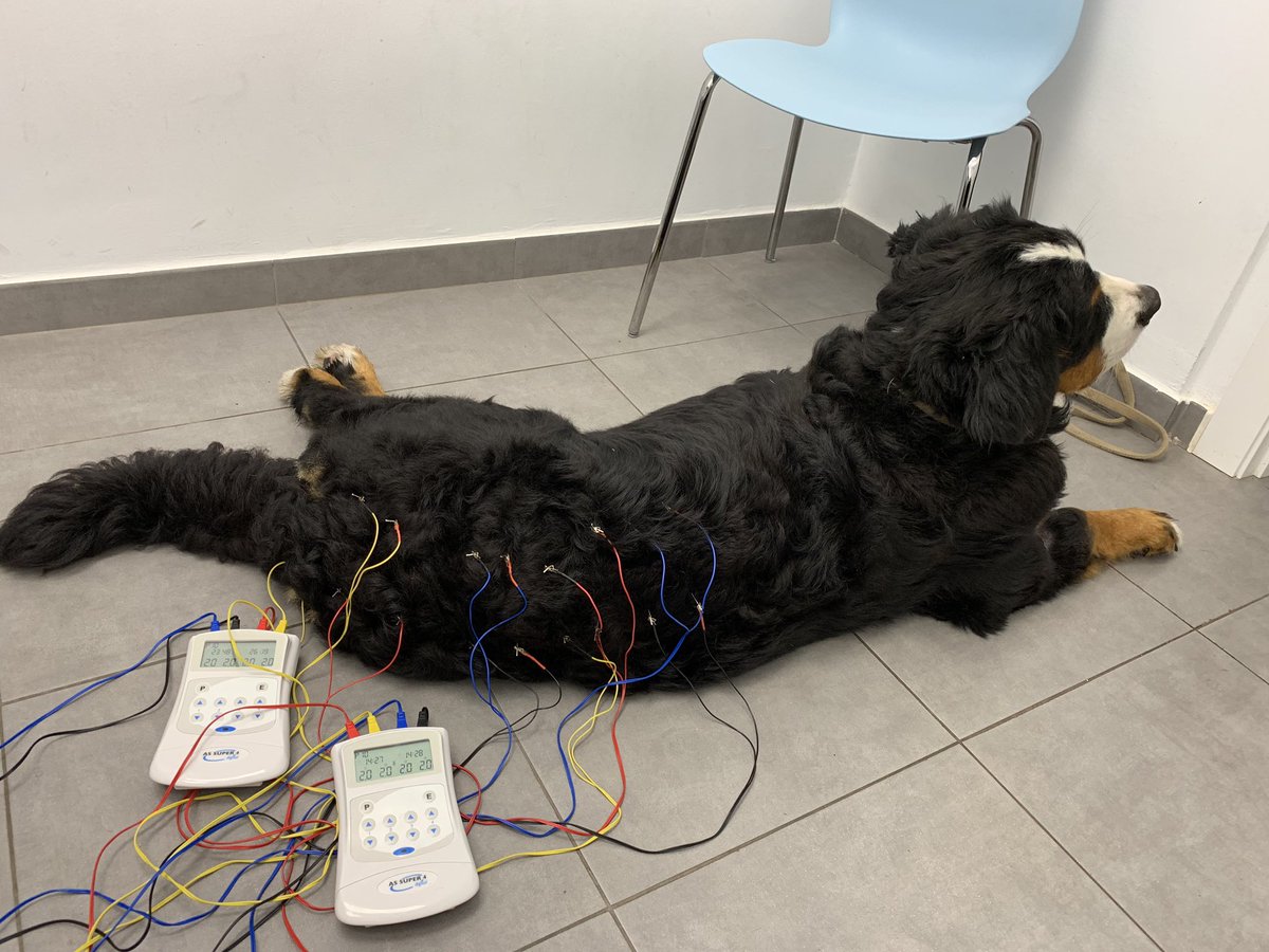DrMarioSoriano's tweet photo. Esta preciosidad se llama Tobías. Ha venido desde lejos para mejorar su movilidad. La combinación de quiropráctica, osteopatía craneosacral y acupuntura empieza darle más calidad de vida y ya nos ha permitido rebajar las dosis de antiinflamatorios. 

#drmariosoriano #veterinario https://t.co/EMjc0kqQTU