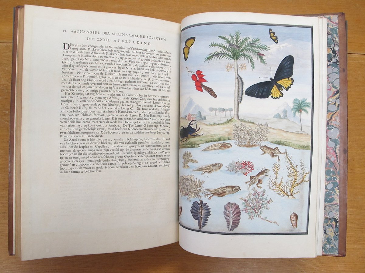morethanadodo's tweet photo. Merian’s ‘Metamorphosis’ provided a greater understanding of insect reproduction &amp; development, disproving the popular notion that insects spontaneously generated from mud. Today she's regarded as a remarkable entomological scientist whose legacy lives on in her illustrations. https://t.co/hLxvJBiRTo