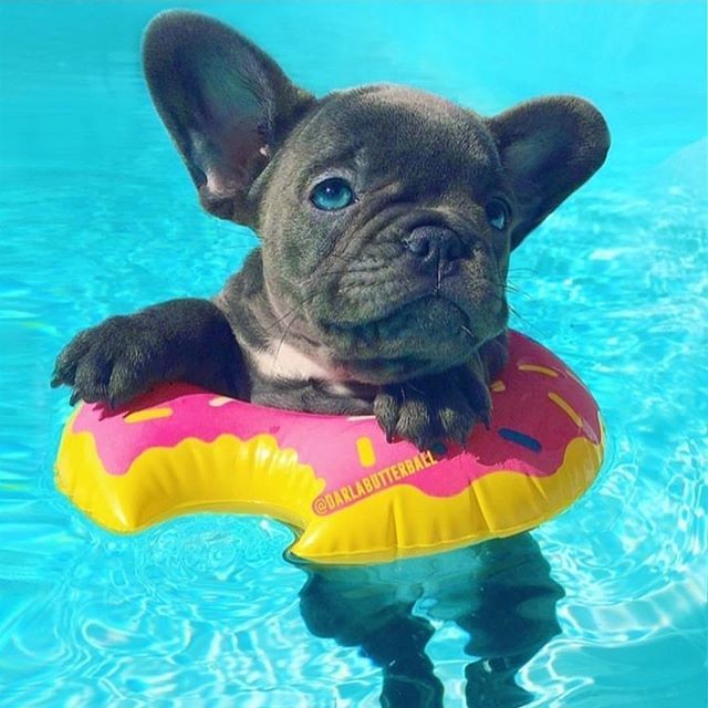 ❤️🐶
📷 @darlabutterball
---
.

#frenchielovers #frechbulldoglove #happydoggo #doggo #instadog #frenchbulldoginstagram #frenchbulldogsrule #frenchbulldogstagram #frenchieofig #frenchiefriday #frenchienation #frenchie_corner