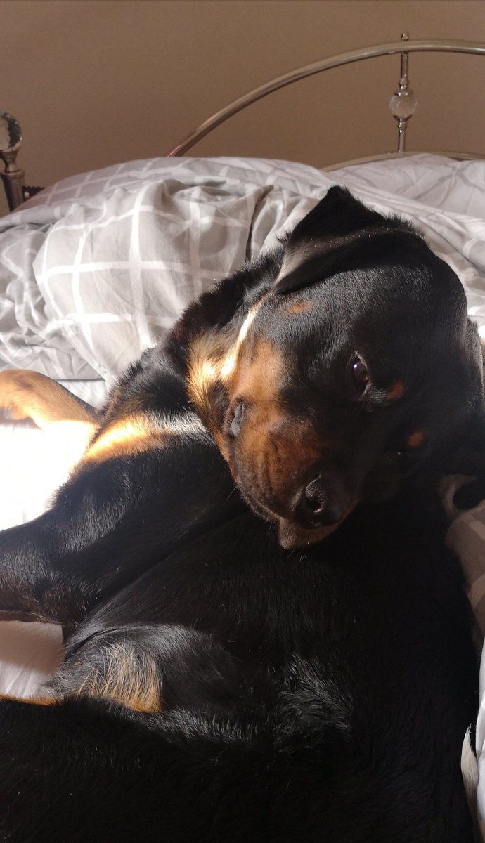 Good Morning Twitter, Look at me I'm sooooo handsome. #handsome #browneyedpup #justgiving #gofundme